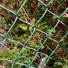 ブラックベリーが勝手に根付いた。。の画像