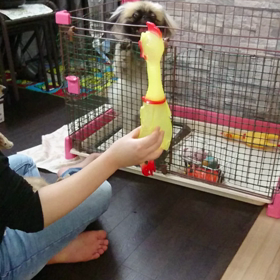 チキン大好きの画像