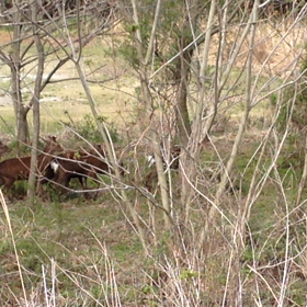 対鹿事故の画像