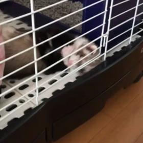 オイラはドラマーの画像