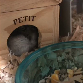 ハムちゃん手ビローンの画像