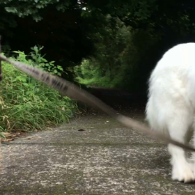 今日の朝散歩( ^ω^ )の画像