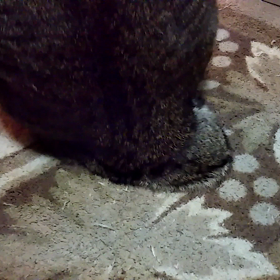 しまのシッポちゃんの画像