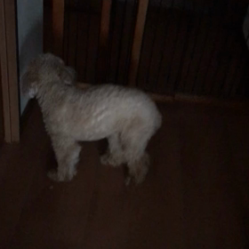 通院プードルの画像