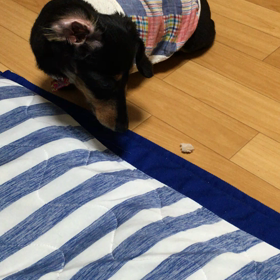 ちゃんと待てます♡の画像