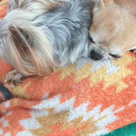 オリーブさんのイビキの画像