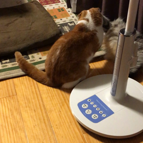 窓際争奪戦の画像