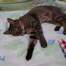 ﾁｬｯﾋﾟｰさん、どうしたの？の画像