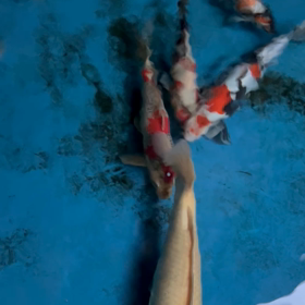 もっと黒く❗️の画像