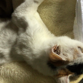 ”最愛のこに出来ること”の画像