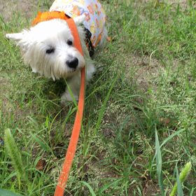 不思議な草。の画像