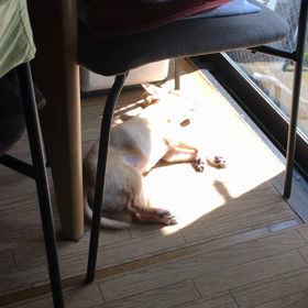 わが家のわんこの画像