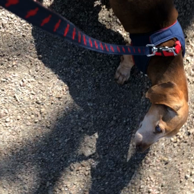 オラフ預かり日記　15歳② 前庭疾患から2週間の画像