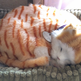 家に来た猫さんとワンチャンですの画像