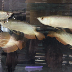 ワイルドブルー®️多数入荷の画像