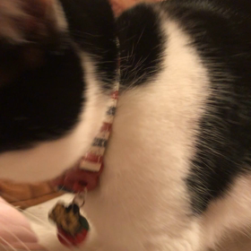 あーそーぶにゃー  党首の誘い方の画像