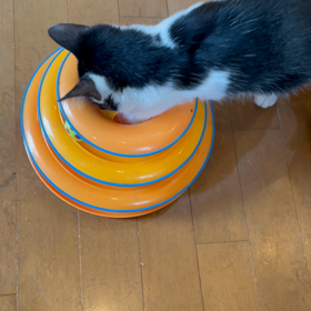 今日もカメちゃん+の画像