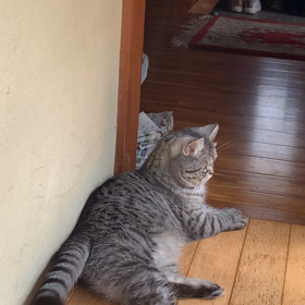 そのしっぽ！の画像