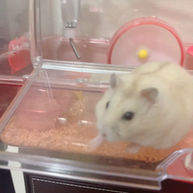 太りやすいおんなのこの画像