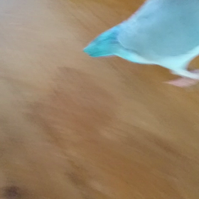 マメルリハのムーさんおしゃべり(笑)の画像