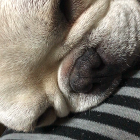 いびきいろいろの画像