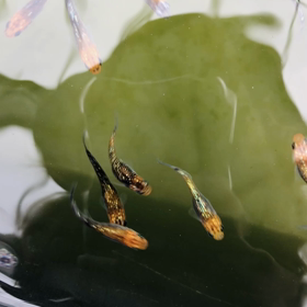 GW SALEやりません！！の画像