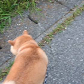 道草と、50m走の画像