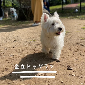 金立ドッグランの画像