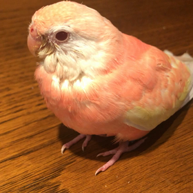 セキセイとアキクサの画像