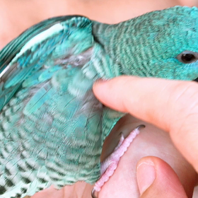 ペットロスな彼と先に逝くか逝かないかの話の画像