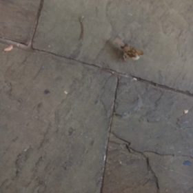 今日も珍道中の画像