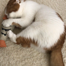 ケンカの後の画像