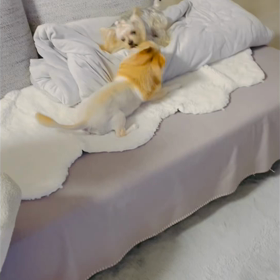 副作用 終わった？ボンちゃんの画像