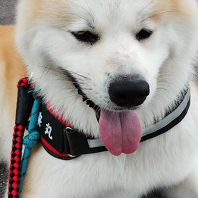 「イヤよイヤよも好きの内？」いつものように散歩スタートはグズグズ立ち止まり座り込みの未来丸。どうの画像