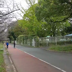 リレー選考会（ゴール付近）⑰の画像