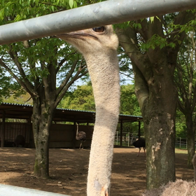 ダチョウ王国で悲鳴の画像