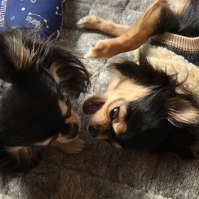 何て言ってるんだろ？の画像