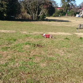 公園で、今日も走るの画像