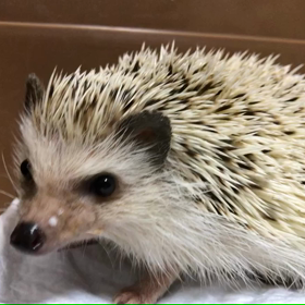 65日目もう来てから2ヶ月経ったんですねの画像