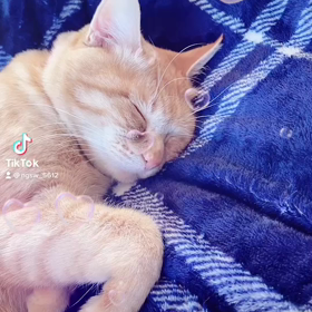 虎年＝猫年の画像