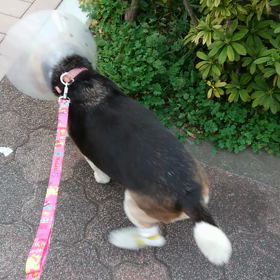 靴下を履いて散歩の画像