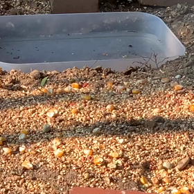 ハトヤマタロウの日。+アリの観察（笑）の画像