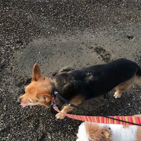 ♪お散歩動画♪お台場海浜公園♪の画像