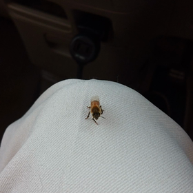 寒さで動けなくなってた蜂です。の画像