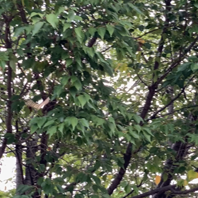 蝶々と平和　♡の画像