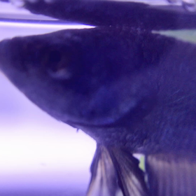 ベタ稚魚が鳴らす音！！の画像