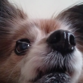 雪乃の介護日記      終わりの画像