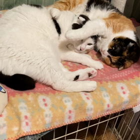 就寝前のまどろみの画像