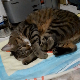 12/5寒いよ、まめ、ストーブの前でなめなめなめなめ。の画像