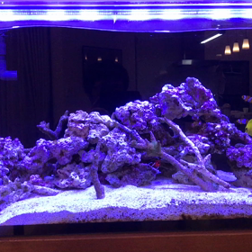 この魚は初めて！の画像